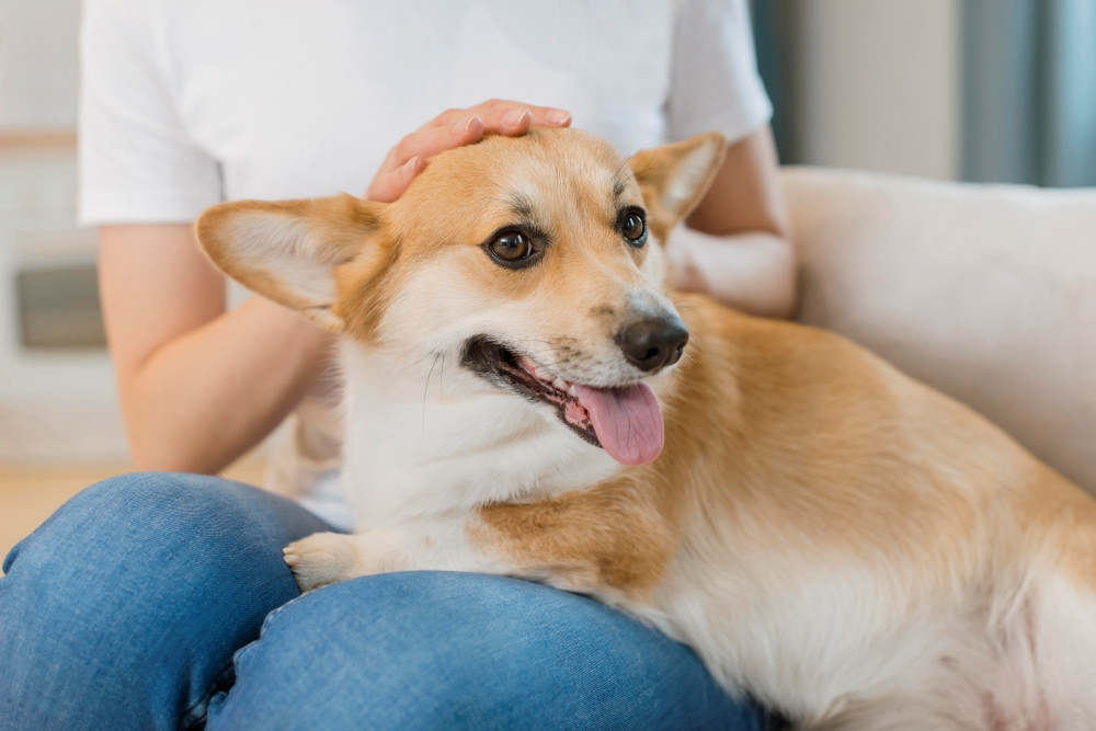 cham-soc-corgi