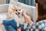 corgi-cover