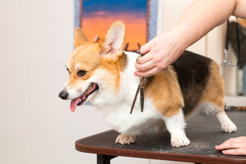long-corgi